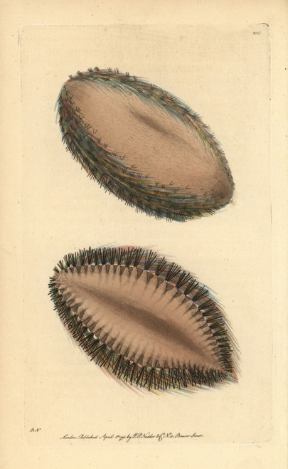 Sea Mouse  Aphrodita Aculeata Poster Print By ® Florilegius / Mary Evans - Item # VARMEL10940329