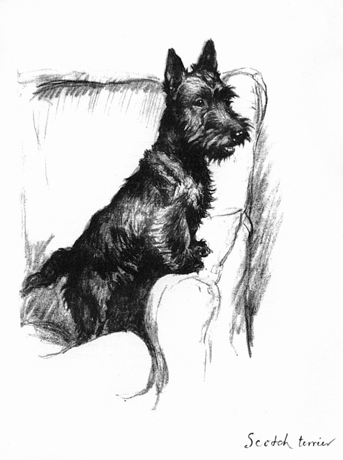 Illustration Of A Scots Terrier By Cecil Aldin Poster Print By Mary Evans Picture Library - Item # VARMEL10957453