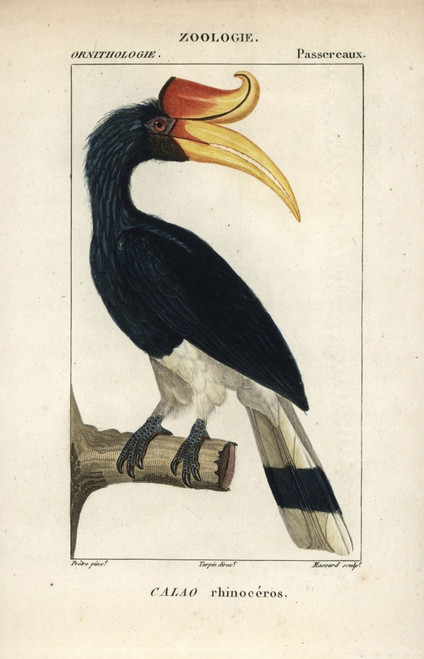Rhinoceros Hornbill  Buceros Rhinoceros  Near Threatened Poster Print By ® Florilegius / Mary Evans - Item # VARMEL10938938 Rhinoceros Hornbill  Buceros Rhinoceros  Near Threatened Poster Print By ® Florilegius / Mary Evans - Item # VARMEL10938938