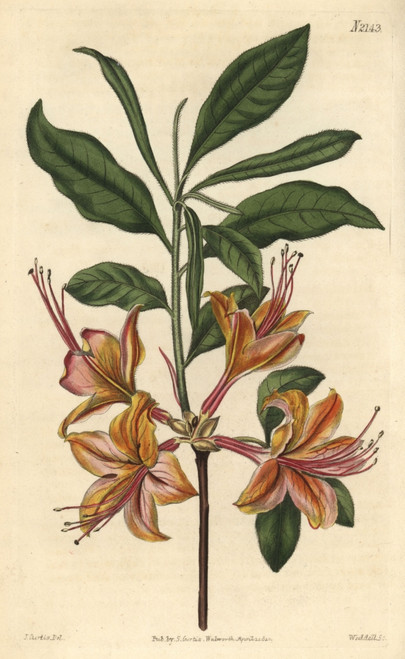 Flame-Coloured Azalea  Azalea Calendulacea Flammea Poster Print By ® Florilegius / Mary Evans - Item # VARMEL10936015
