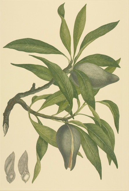 Xylomelum Pyriforme  Woody Pear. Poster Print By Mary Evans / Natural History Museum - Item # VARMEL10715345
