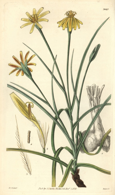 Soft Viper'S Grass  Scorzonera Mollis Poster Print By ® Florilegius / Mary Evans - Item # VARMEL10934969