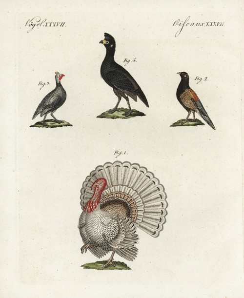 Wild Turkey  Bastard Pheasant  Helmeted Guineafowlà Poster Print By ® Florilegius / Mary Evans - Item # VARMEL10934742