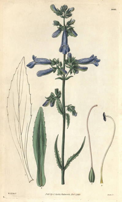 Slender Penstemon  Penstemon Gracilis Poster Print By ® Florilegius / Mary Evans - Item # VARMEL10934924
