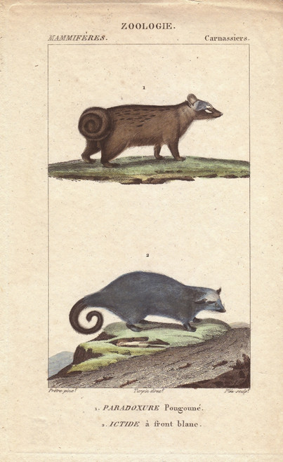 Asian Palm Civet  Paradoxurus Hermaphroditusà Poster Print By ® Florilegius / Mary Evans - Item # VARMEL10936199
