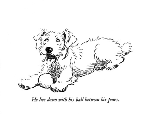 Illustration Of A Sealyham Terrier By Cecil Aldin Poster Print By Mary Evans Picture Library - Item # VARMEL10957502