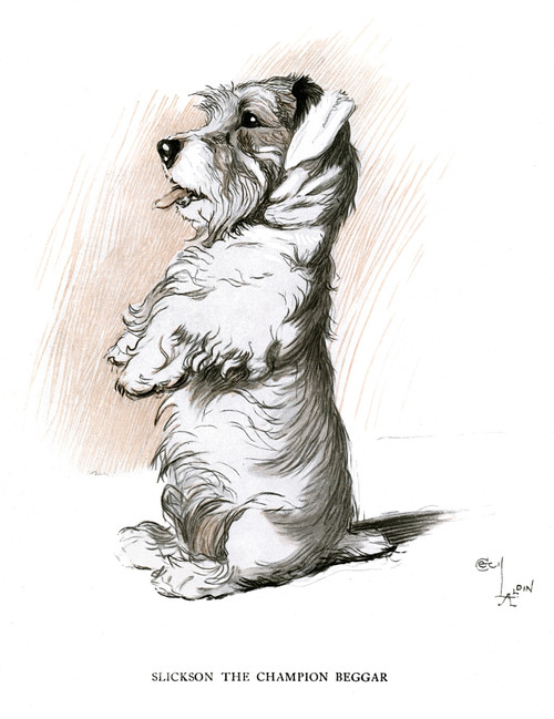 Sealyham Terrier Sitting Up And Begging Poster Print By Mary Evans Picture Library - Item # VARMEL10957384