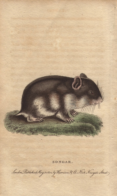 Songar Rat  Mus Songarus Poster Print By ® Florilegius / Mary Evans - Item # VARMEL10941008
