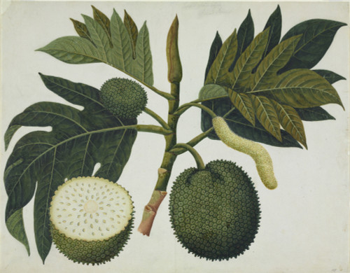Artocarpus Sp. Poster Print By Mary Evans / Natural History Museum - Item # VARMEL10707186