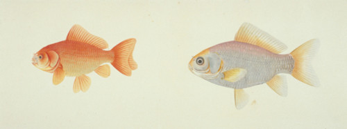 Plate 134 From The John Reeves Collection Poster Print By Mary Evans / Natural History Museum - Item # VARMEL10707322 Plate 134 From The John Reeves Collection Poster Print By Mary Evans / Natural History Museum - Item # VARMEL10707322