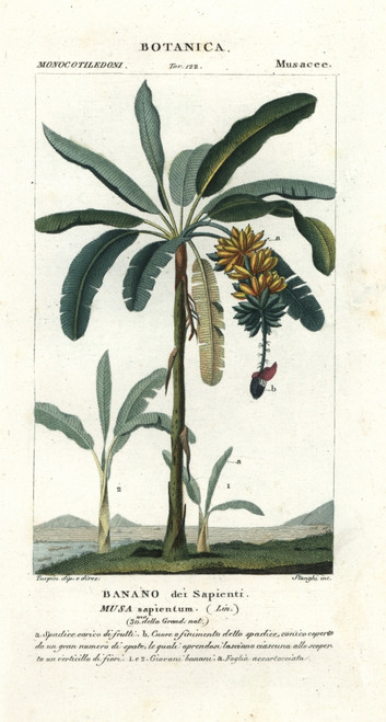 Apple Banana  Musa Acuminata Î Balbisiana Poster Print By ® Florilegius / Mary Evans - Item # VARMEL10936097