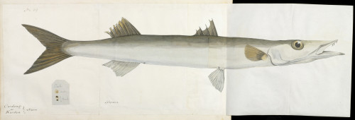 Fish Illustration By Robert Neill Poster Print By Mary Evans / Natural History Museum - Item # VARMEL10716172