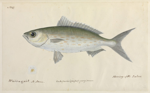 Herring Illustration Poster Print By Mary Evans / Natural History Museum - Item # VARMEL10716297