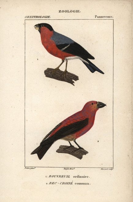 Bullfinch  Pyrrhula Pyrrhula  And Crossbillà Poster Print By ® Florilegius / Mary Evans - Item # VARMEL10938918