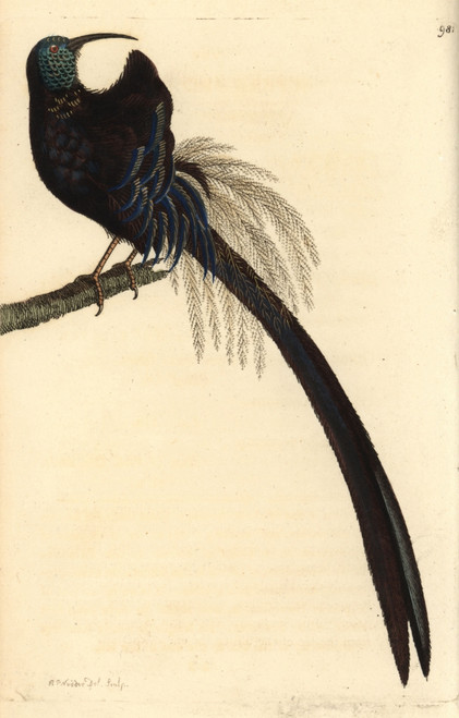 Superb Promerops  Promerops Superbus Poster Print By ® Florilegius / Mary Evans - Item # VARMEL10940547