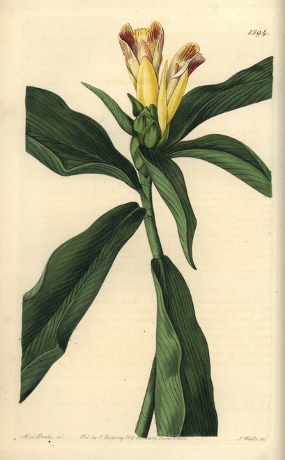 Variegated-Flowered Costus  Costus Pictus Poster Print By ® Florilegius / Mary Evans - Item # VARMEL10940095