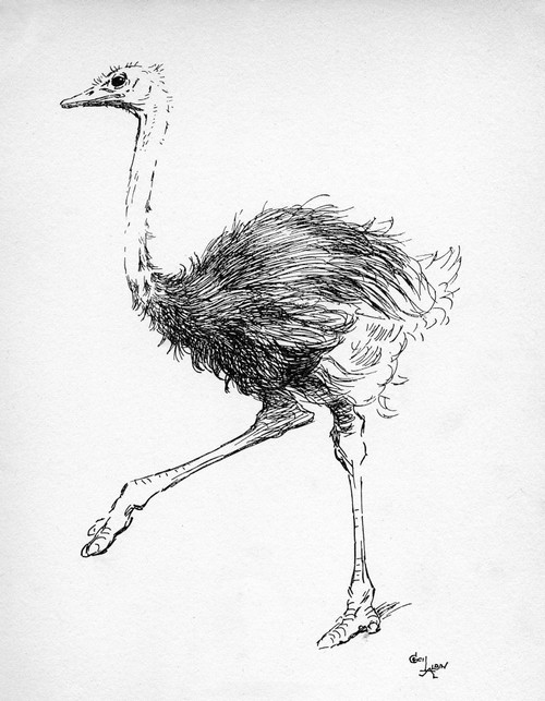 Illustration By Cecil Aldin  The Ostrich Poster Print By Mary Evans Picture Library - Item # VARMEL10956849