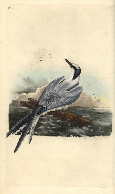 Sandwich Tern  Thalasseus Sandvicensis Poster Print By ® Florilegius / Mary Evans - Item # VARMEL10936237