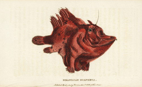 Brasilian Guaperva  Species Of Frogfish Antennariinae Poster Print By ® Florilegius / Mary Evans - Item # VARMEL10937936