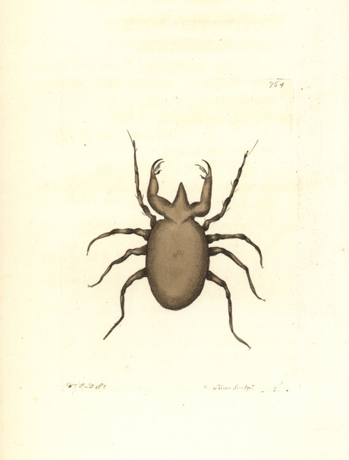 Pectinated Mite  Acarus Pectinatus Poster Print By ® Florilegius / Mary Evans - Item # VARMEL10940788