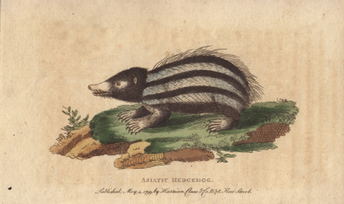 Asiatic Hedgehog  Tanrec Or Tailless Tendracà Poster Print By ® Florilegius / Mary Evans - Item # VARMEL10941037