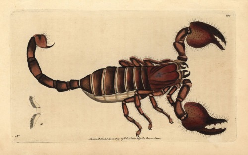 Giant Forest Scorpion  Heterometrus Indus Poster Print By ® Florilegius / Mary Evans - Item # VARMEL10940220