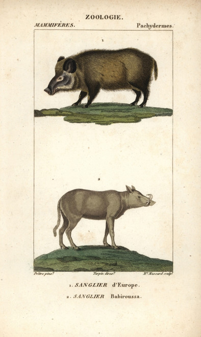 Wild Boar  Sus Scrofa  And Buru Babirusa  Babyrousaà Poster Print By ® Florilegius / Mary Evans - Item # VARMEL10939008