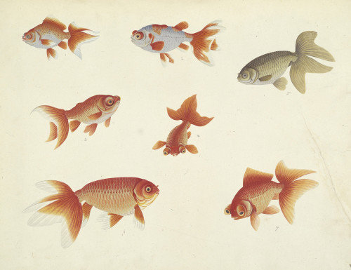 Carassius Auratus  Poster Print By Mary Evans / Natural History Museum - Item # VARMEL10707894