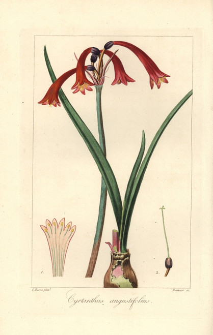 Cyrtanthus Angustifolius Poster Print By ® Florilegius / Mary Evans - Item # VARMEL10934603