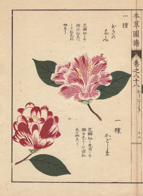 Pink And White Camellias  Okinonami And Kagoshimaà Poster Print By ® Florilegius / Mary Evans - Item # VARMEL10938624