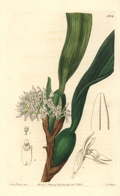 Camaridium Densum Orchid Poster Print By ® Florilegius / Mary Evans - Item # VARMEL10935327