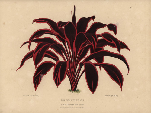 Dracaena Elegans  Tropical Plant With Dramaticà Poster Print By ® Florilegius / Mary Evans - Item # VARMEL10936794