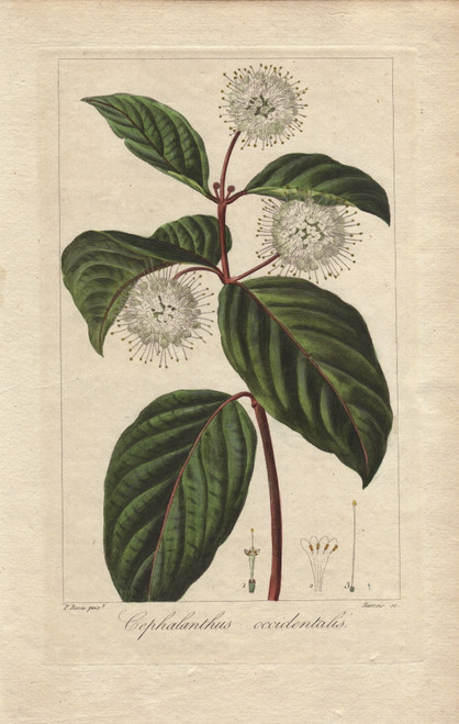 Buttonbush  Cephalanthus Occidentalis Poster Print By ® Florilegius / Mary Evans - Item # VARMEL10934642