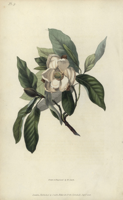 Evergreen Swamp Magnolia  Magnolia Glauca Sempervirens Poster Print By ® Florilegius / Mary Evans - Item # VARMEL10936778