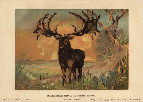 Irish Elk  Megaloceros Giganteus  Extinct Speciesà Poster Print By ® Florilegius / Mary Evans - Item # VARMEL10937741