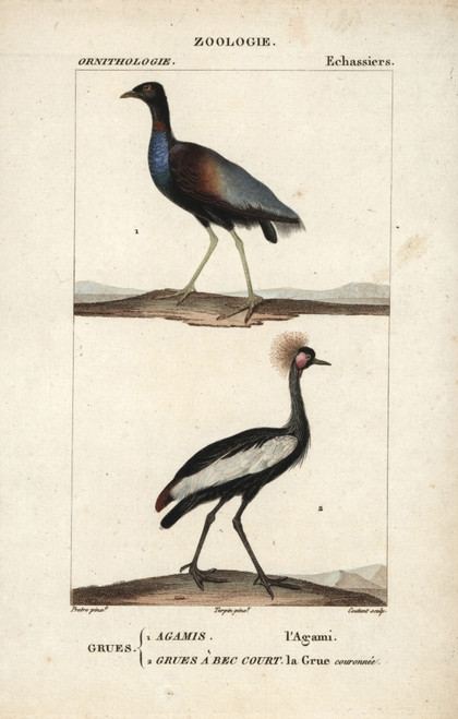 Grey-Winged Trumpeter  Psophia Crepitans  Andà Poster Print By ® Florilegius / Mary Evans - Item # VARMEL10938968