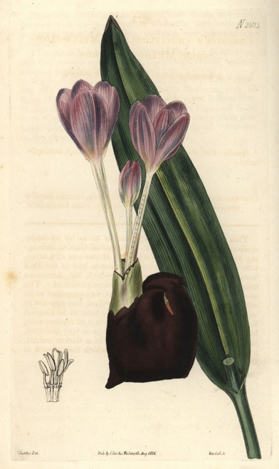 Crocus-Flowered Meadow-Saffron Colchicum Crociflorum Poster Print By ® Florilegius / Mary Evans - Item # VARMEL10934429