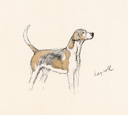 Hound Of The Meynell Hunt  Staffordshire Poster Print By Mary Evans Picture Library - Item # VARMEL10956610