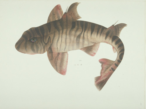 Ls Plate 184 From The John Reeves Collection Poster Print By Mary Evans / Natural History Museum - Item # VARMEL10707433