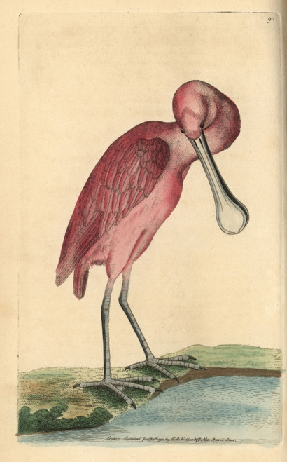 Roseate Spoonbill  Ajaja Ajaja Poster Print By ® Florilegius / Mary Evans - Item # VARMEL10940537