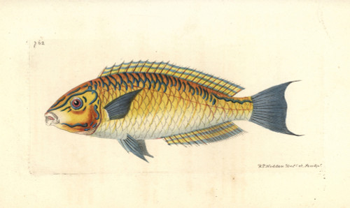 Brazilian Wrasse  Halichoeres Brasiliensis Poster Print By ® Florilegius / Mary Evans - Item # VARMEL10940786 Brazilian Wrasse  Halichoeres Brasiliensis Poster Print By ® Florilegius / Mary Evans - Item # VARMEL10940786