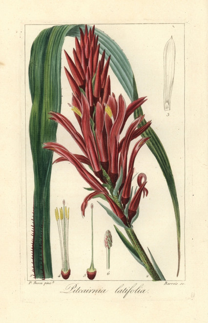 Broad Leaved Pitcairnia  Pitcairnia Bifrons Poster Print By ® Florilegius / Mary Evans - Item # VARMEL10934629