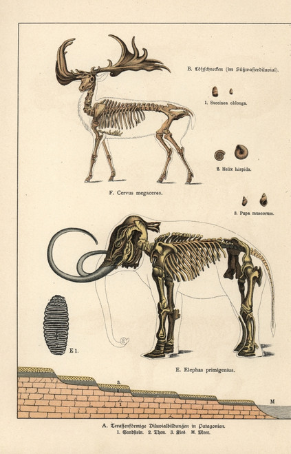 Fossil Skeletons Of Great Irish Deer And Woolly Mammoth Poster Print By ® Florilegius / Mary Evans - Item # VARMEL10941188