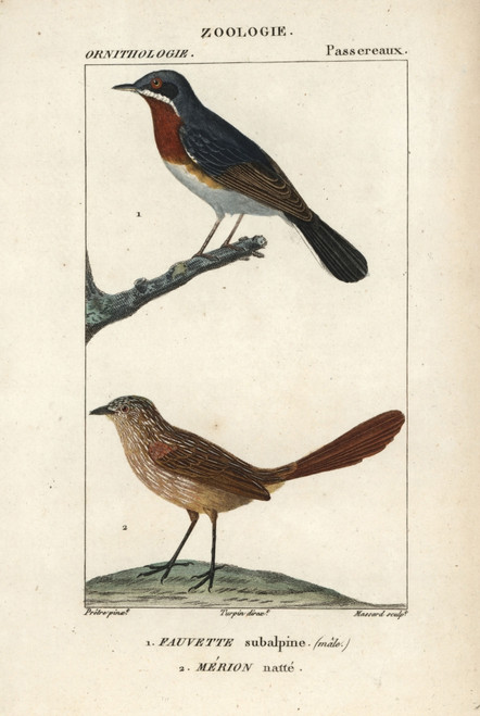 Subalpine Warbler  Sylvia CantillansÀ Poster Print By ® Florilegius / Mary Evans - Item # VARMEL10938901