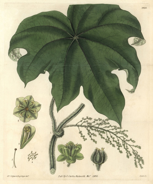 Columbo Or Calumba Plant  Cocculus Palmatus Poster Print By ® Florilegius / Mary Evans - Item # VARMEL10934942