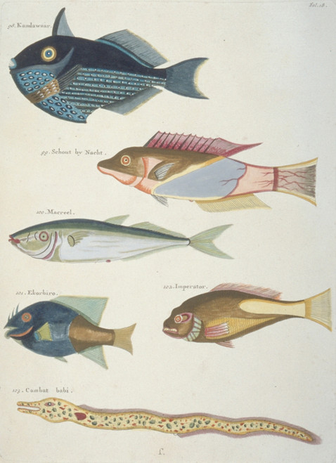 Colourful Illustration Of Four Fish And An Eel Poster Print By Mary Evans /  Natural History Museum - Item # VARMEL10708220 - Posterazzi