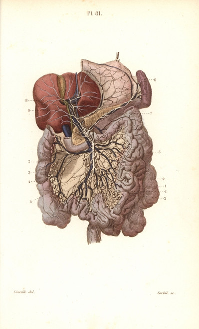 Lymphatic System To The Abdomen Poster Print By ® Florilegius / Mary Evans - Item # VARMEL10939638