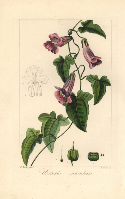 Creeping Snapdragon Or Chickabiddy  Maurandya Scandens Poster Print By ® Florilegius / Mary Evans - Item # VARMEL10934688
