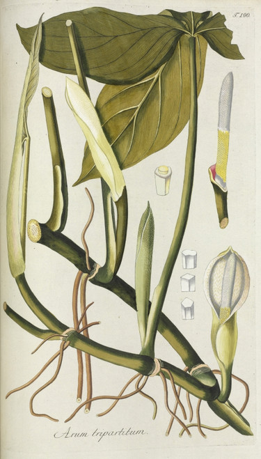 Arum Tripartitum Poster Print By Mary Evans / Natural History Museum - Item # VARMEL10716801