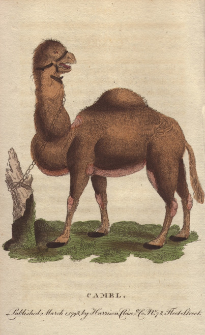Dromedary Camel  Camelus Dromedarius Poster Print By ® Florilegius / Mary Evans - Item # VARMEL10941068